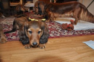 Jamnik d�ugow�osy